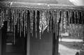 Photograph: [Icicles After an Ice Storm in Vidor, Texas]