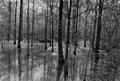 Photograph: [Photograph of a Baygall Swamp in Vidor, Texas]