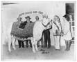 Photograph: 1969 Houston Livestock Show Champion Charolais Heifer