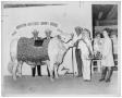 Primary view of 1969 Houston Livestock Show Champion Charolais Bull