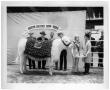 Photograph: 1969 Houston Livestock Show Champion Charolais Cattle