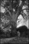 Primary view of [Photograph of Man and Pecan Tree]