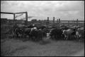 Photograph: [Photograph of Cattle in Corral]
