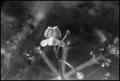 Photograph: [Photograph of Utricularia (Bladderwort) Plant]