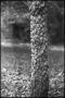 Primary view of [Photograph of Prickly Ash (Toothache Tree)]