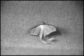 Primary view of [Photograph of Luna Moth]