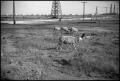 Photograph: [Photograph of Sheep at Lucas Gusher Site]