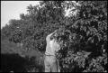 Photograph: [Photograph of a Man Picking Fruit]