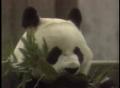 Video: [News Clip: Pandas]
