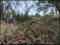 Video: [News Clip: Volunteers plant trees]