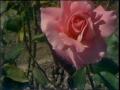Video: [News Clip: Roses parade]