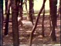 Video: [News Clip: Deer]