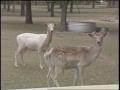 Primary view of [News Clip: Deer]