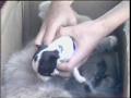 Video: [News Clip: Nursing Puppy]