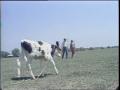 Video: [News Clip: Fiberglass Cow]