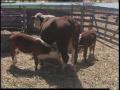 Video: [News Clip: Prolific cow]