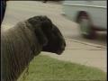 Video: [News Clip: Sheep ranch]