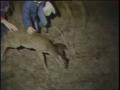 Video: [News Clip: Deer hunt]