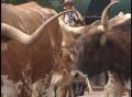 Video: [News Clip: Cattle-Drive (Pooka Paka)]