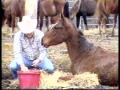 Video: [News Clip: Horse adoption]