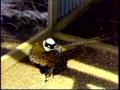 Video: [News Clip: Birdman]