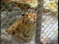 Video: [News Clip: Zoo Heat]