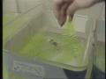 Video: [News Clip: Killer frogs]
