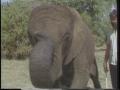Video: [News Clip: Kenya elephant]