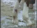Video: [News Clip: Horses pool]
