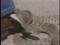 Video: [News Clip: Rattlesnakes]
