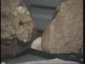 Video: [News Clip: Meteorites]
