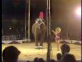 Video: [News Clip: Circus accident]