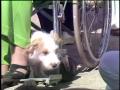 Video: [News Clip: Old pups]