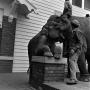 Photograph: [Elephants at the Delta Sigma Phi Pledge #5]