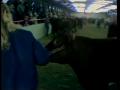Primary view of [News Clip: Fort Worth Stock Show]