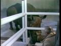 Video: [News Clip: Rhinos]