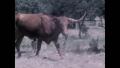 Primary view of [News Clip: Cattle]
