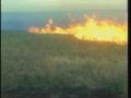 Video: [News Clip: Grass fire]