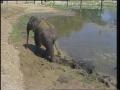 Primary view of [News Clip: Elephants]