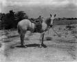 Photograph: [WBAP-TV Horse and Saddle]