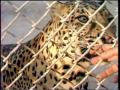 Primary view of [News Clip: Animal exports]