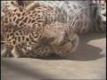 Video: [News Clip: Zoo]