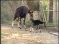 Video: [News Clip: Okapi]