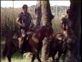 Video: [News Clip: Horse patrol]