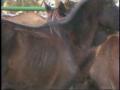 Video: [News Clip: Horse trial]