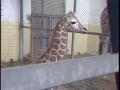 Video: [News Clip: Giraffe]