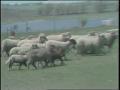 Video: [News Clip: Sheepdog]