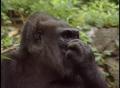 Primary view of [News Clip: Gorilla]