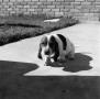 Photograph: [Basset Hound puppy]
