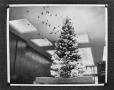 Photograph: [Christmas tree in a building]